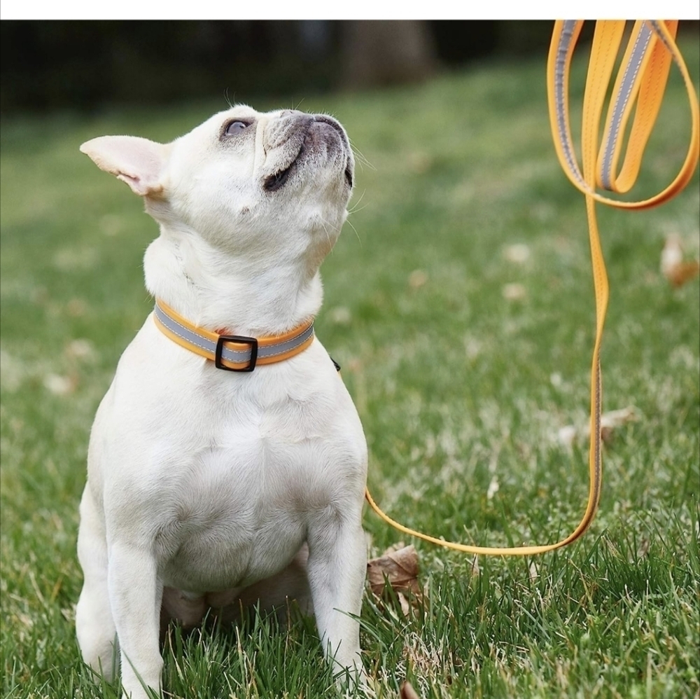 TRISHA Yearwood reflective and waterproof dog leash and collar set size medium